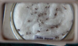 Dengue