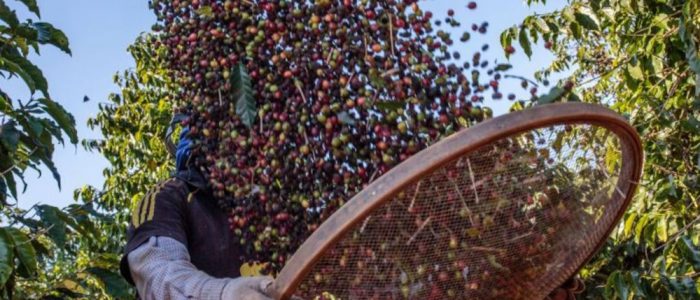 cafés especiais em Patrocínio