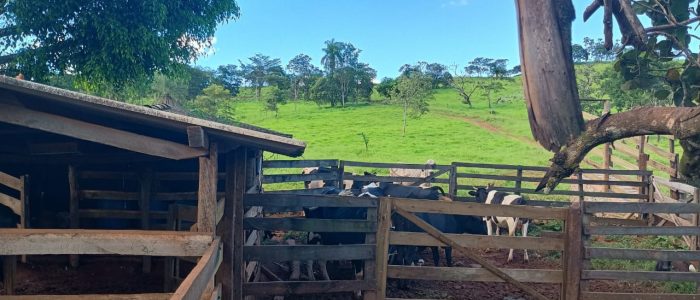 Furto de Gado em Patrocínio