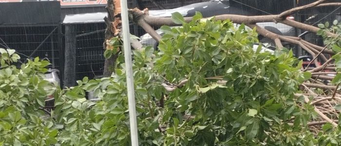 Temporal repentino arranca árvores e deixa bairros sem luz
