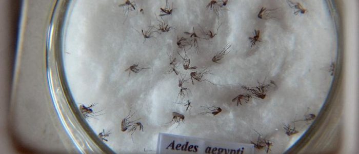 Dengue