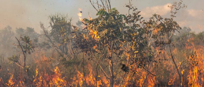 queimada e desmatamento no cerrado